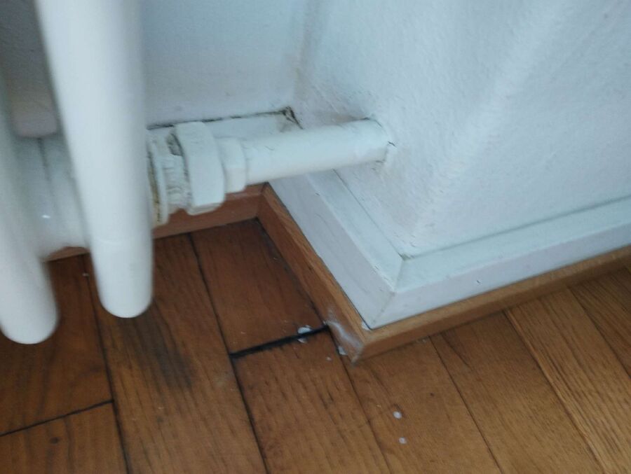 ameisen_vertreiben_bekaempfen_entfernen