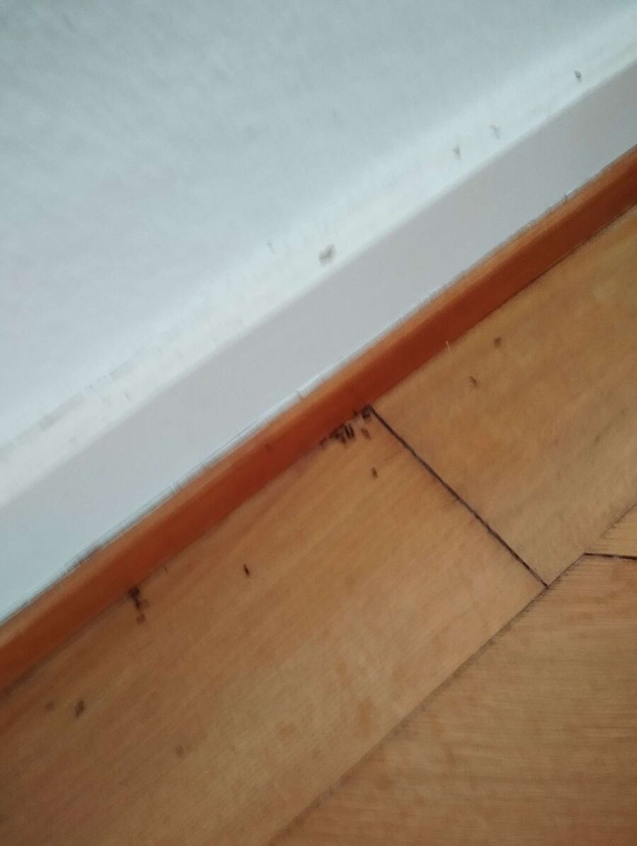 ameisen_vertreiben_bekaempfen_entfernen