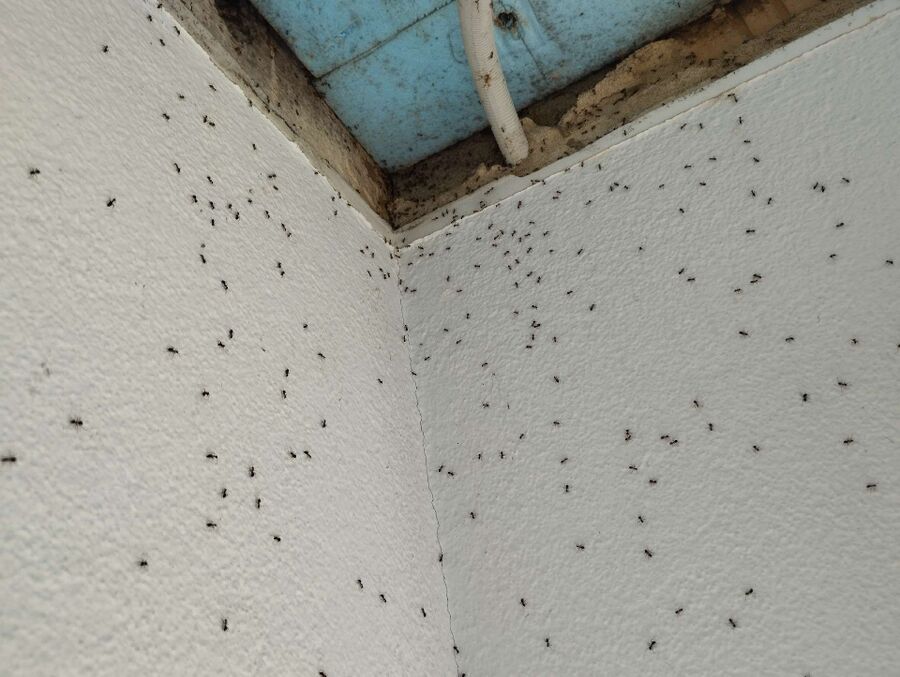 ameisen_vertreiben_bekaempfen_entfernen