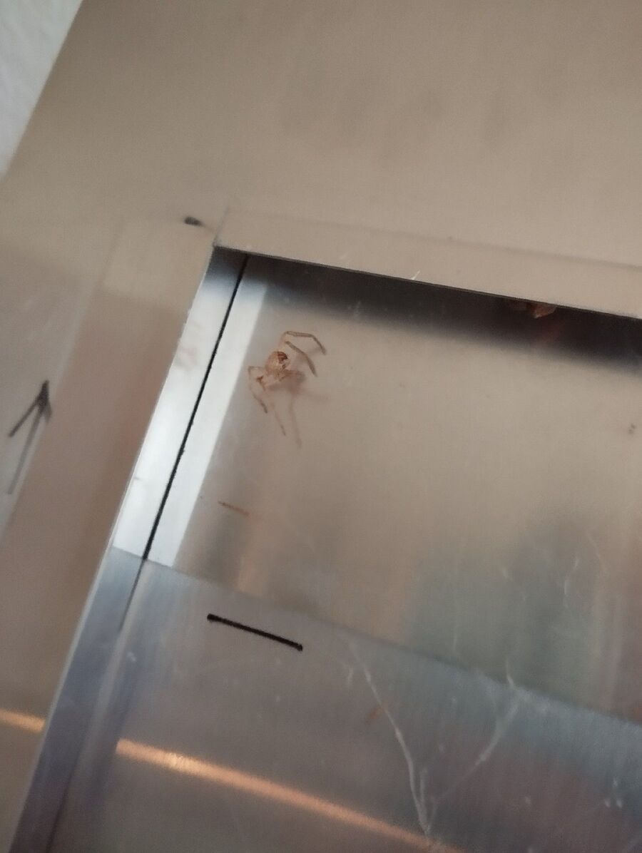 ameisen_vertreiben_bekaempfen_entfernen