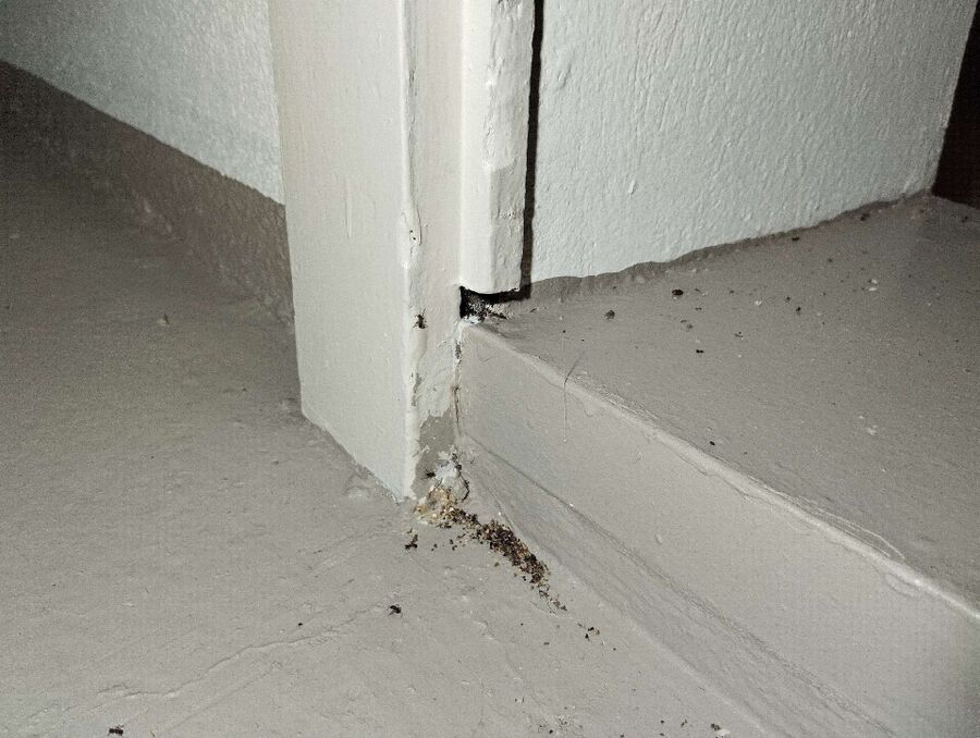 ameisen_vertreiben_bekaempfen_entfernen