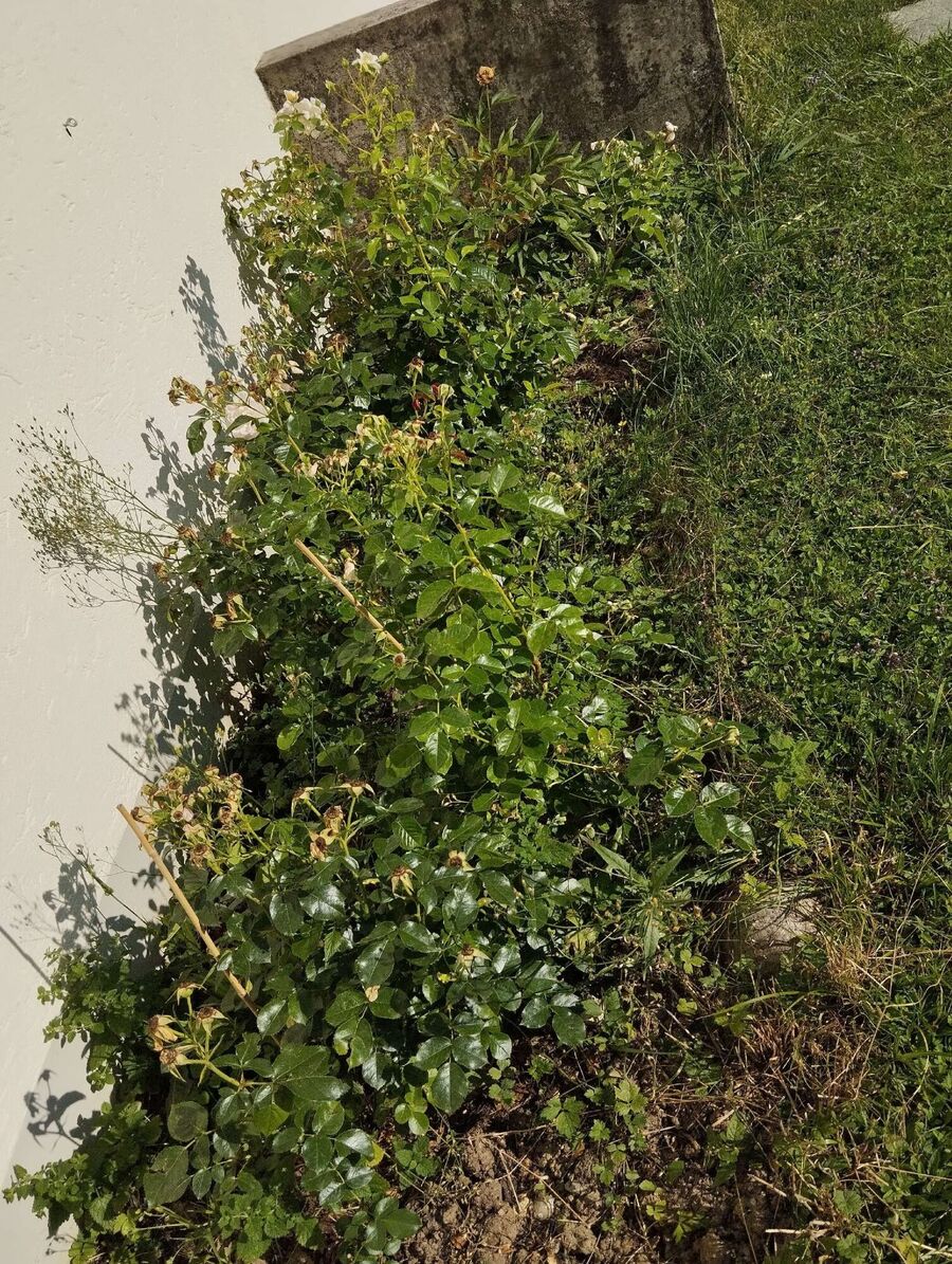 ameisen_vertreiben_bekaempfen_entfernen