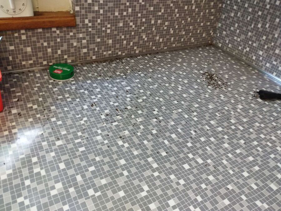 ameisen_vertreiben_bekaempfen_entfernen