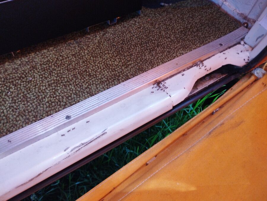 ameisen_vertreiben_bekaempfen_entfernen