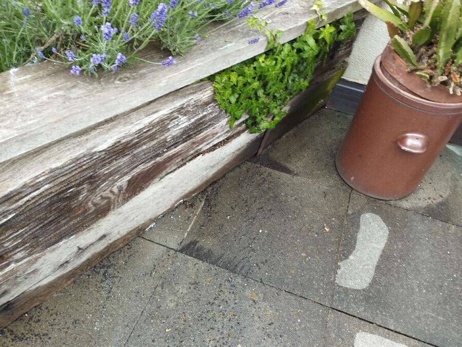 ameisen_vertreiben_bekaempfen_entfernen