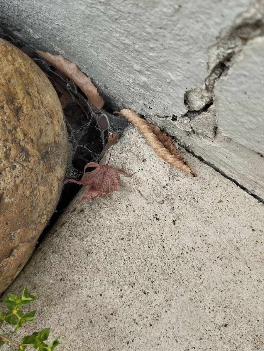 ameisen_vertreiben_bekaempfen_entfernen