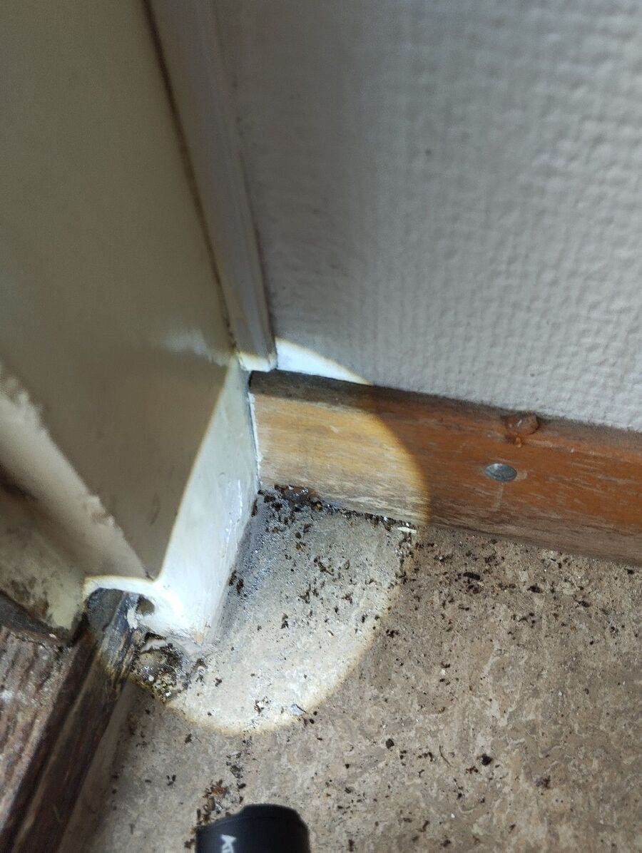 ameisen_vertreiben_bekaempfen_entfernen