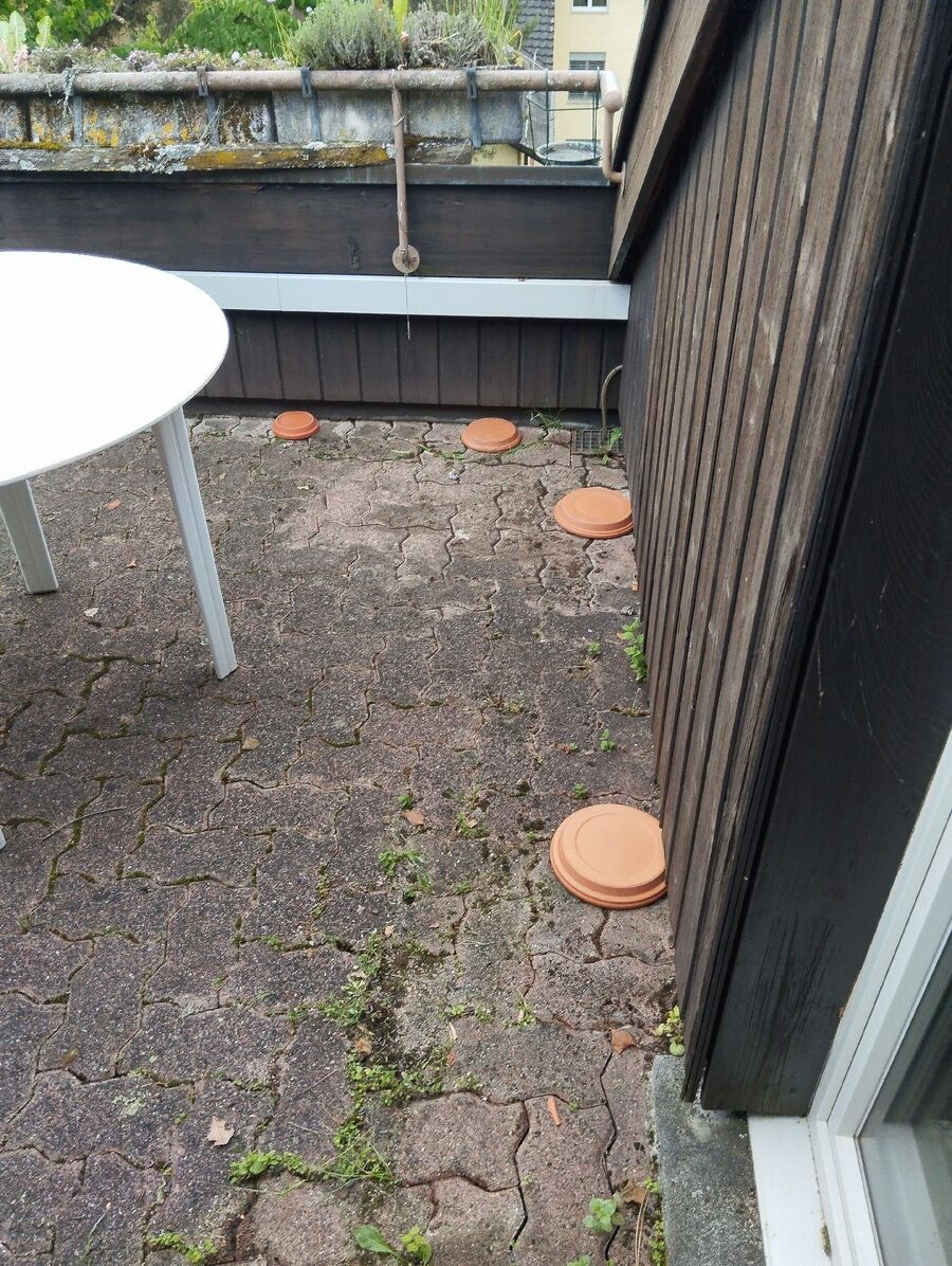 ameisen_vertreiben_bekaempfen_entfernen