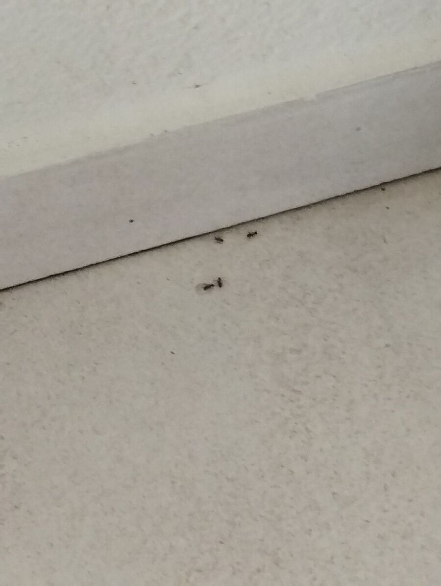 ameisen_vertreiben_bekaempfen_entfernen