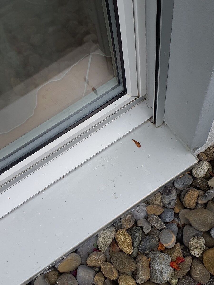 ameisen_vertreiben_bekaempfen_entfernen