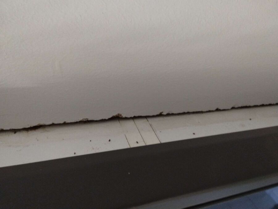 ameisen_vertreiben_bekaempfen_entfernen