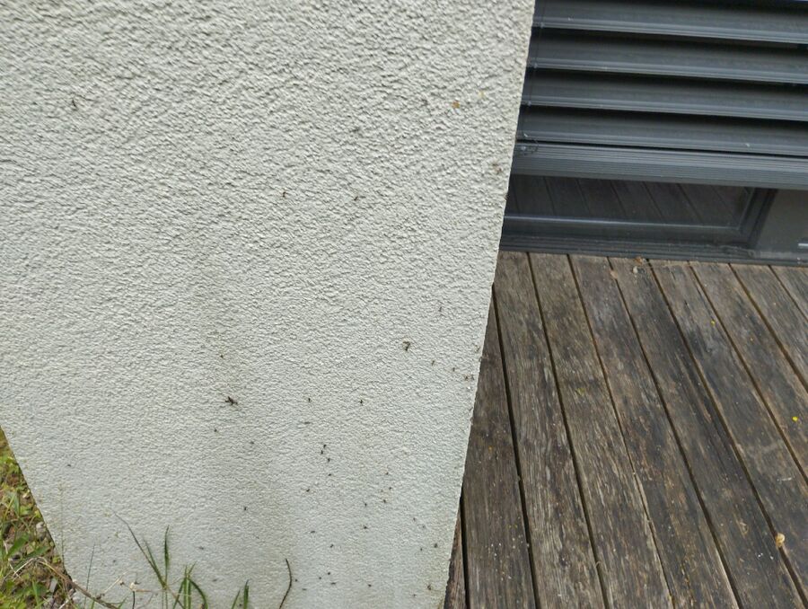 ameisen_vertreiben_bekaempfen_entfernen