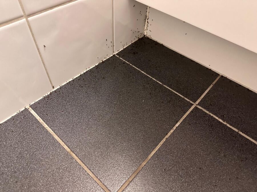 ameisen_vertreiben_bekaempfen_entfernen