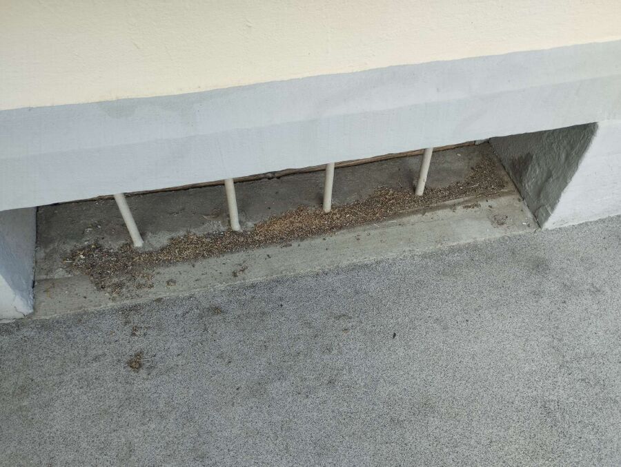 ameisen_vertreiben_bekaempfen_entfernen