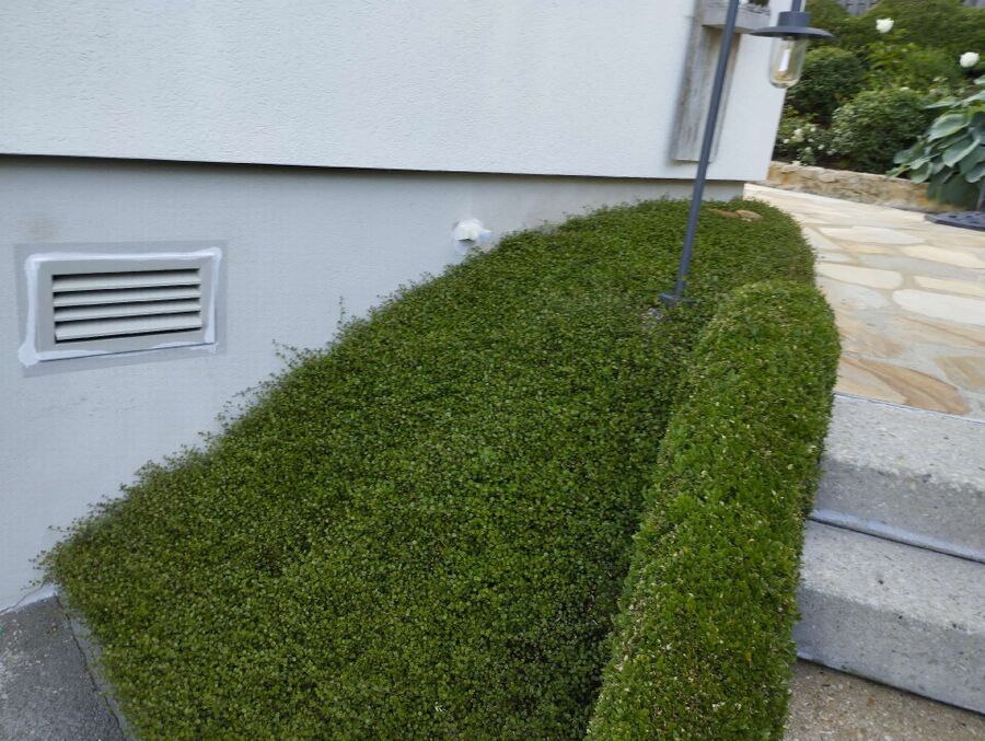 ameisen_vertreiben_bekaempfen_entfernen