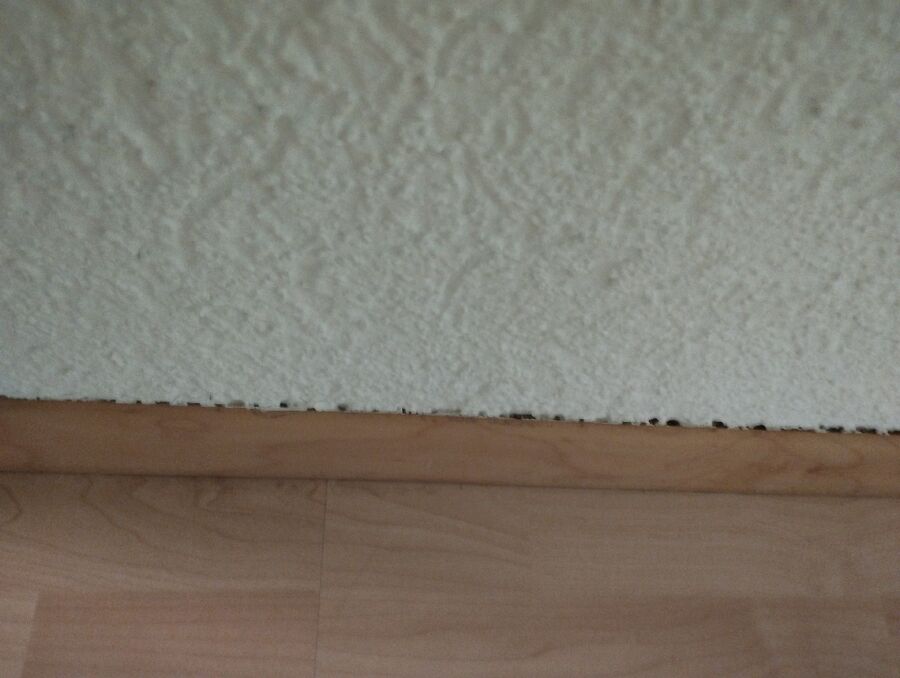 ameisen_vertreiben_bekaempfen_entfernen