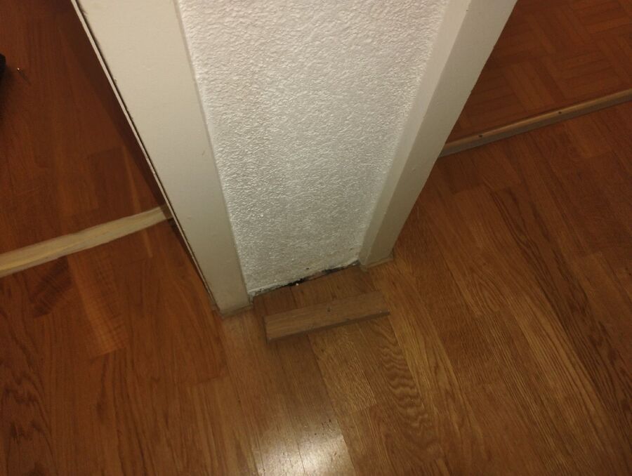 ameisen_vertreiben_bekaempfen_entfernen