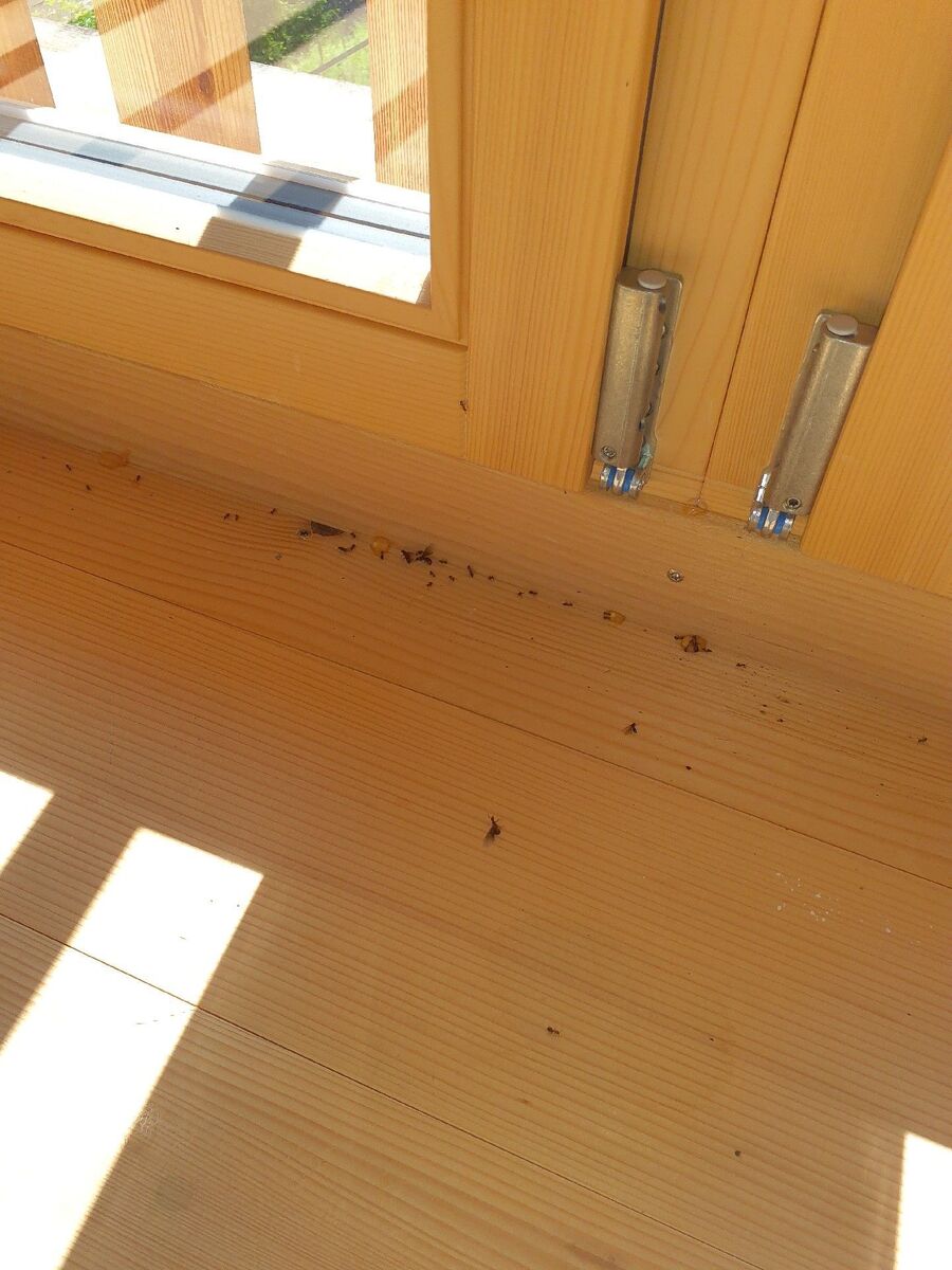 ameisen_vertreiben_bekaempfen_entfernen