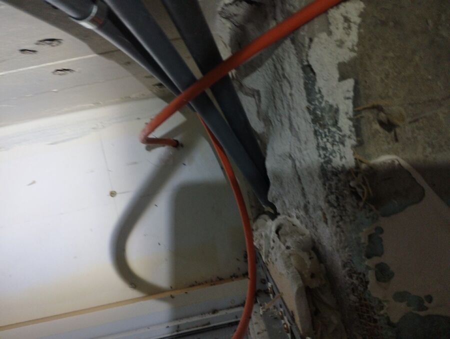 ameisen_vertreiben_bekaempfen_entfernen