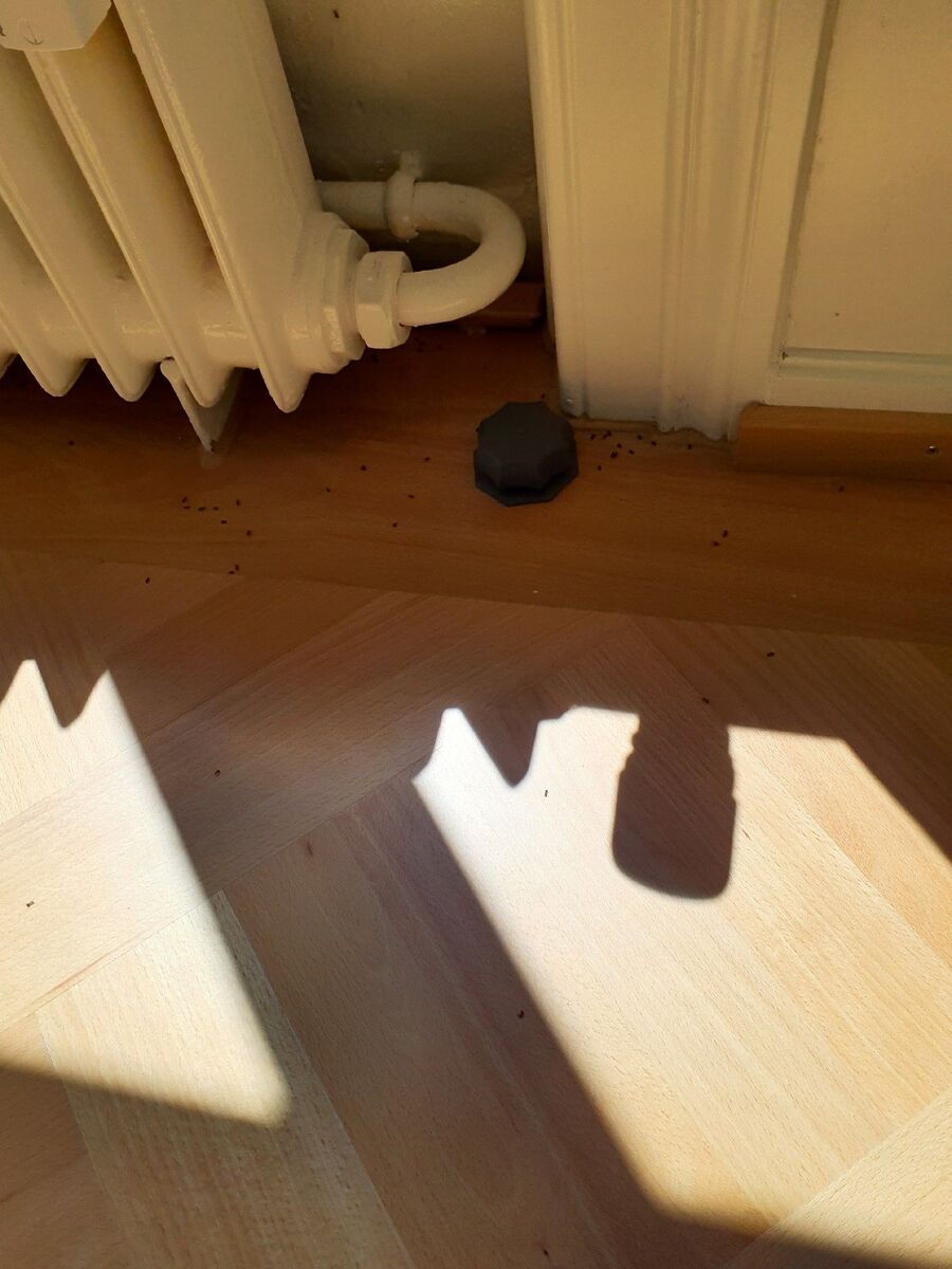 ameisen_vertreiben_bekaempfen_entfernen