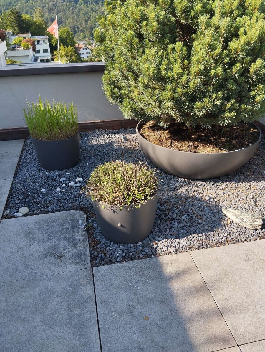 ameisen_vertreiben_bekaempfen_entfernen