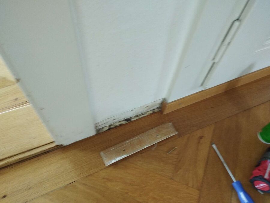 ameisen_vertreiben_bekaempfen_entfernen