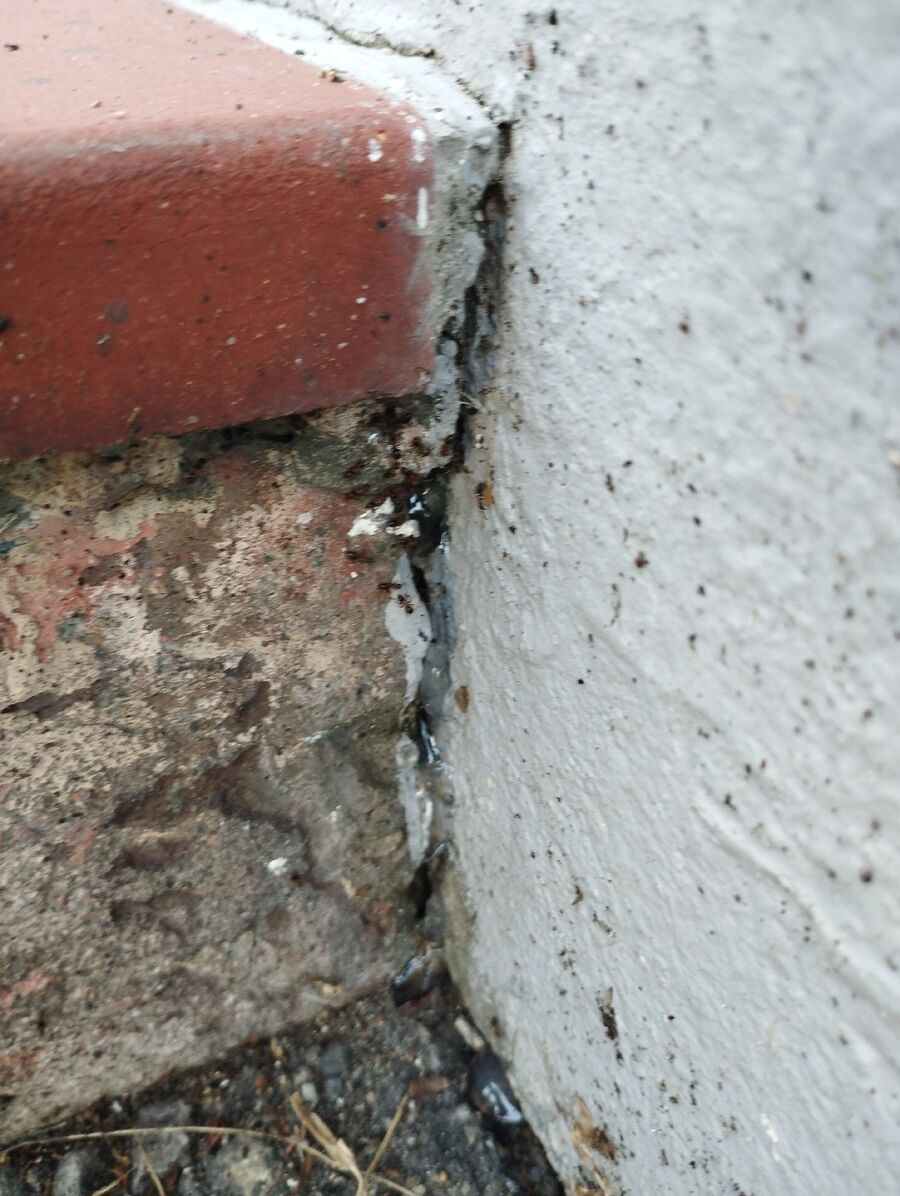 ameisen_vertreiben_bekaempfen_entfernen