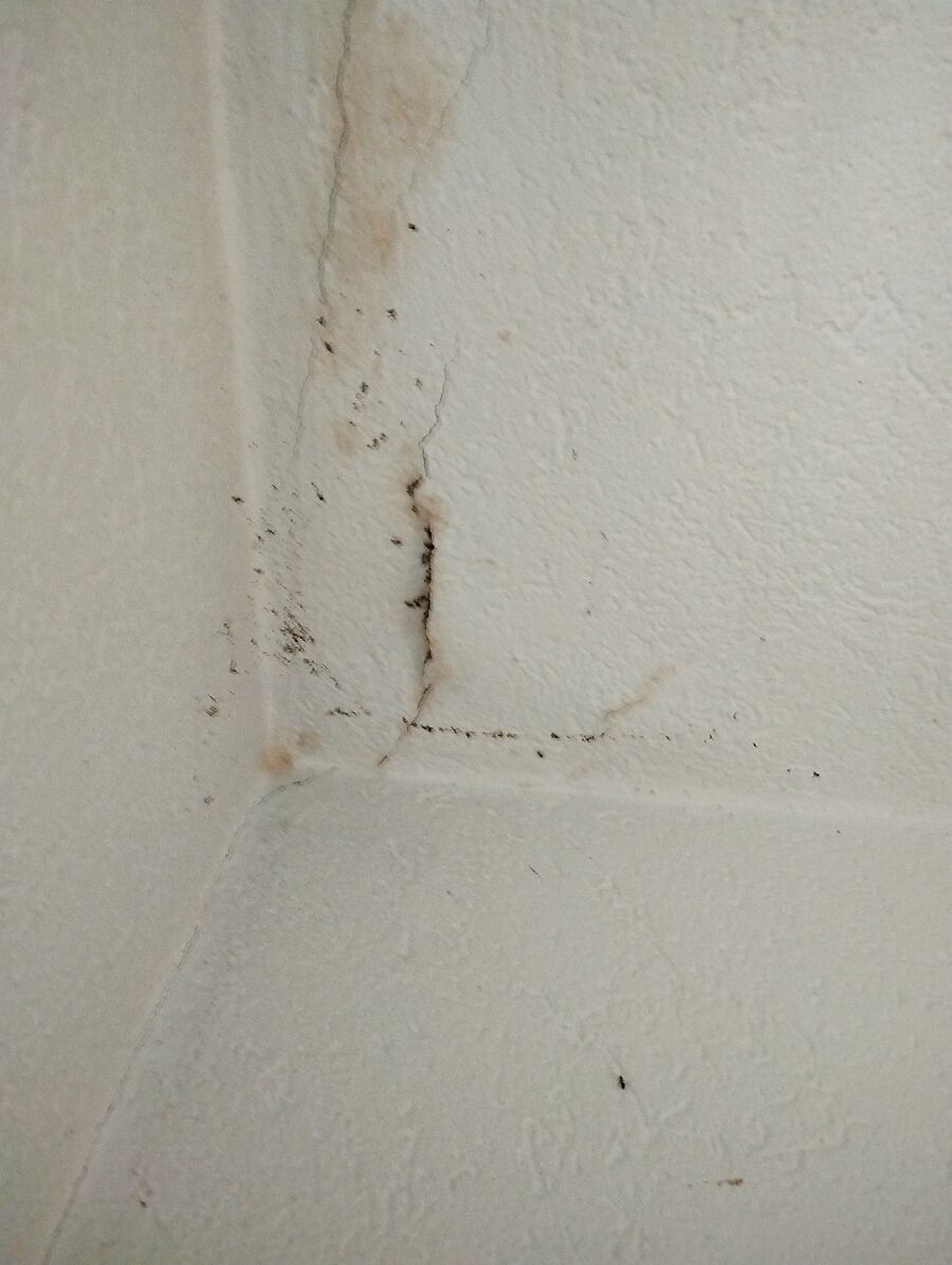 ameisen_vertreiben_bekaempfen_entfernen