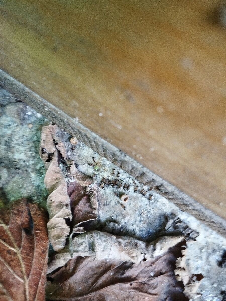 ameisen_vertreiben_bekaempfen_entfernen