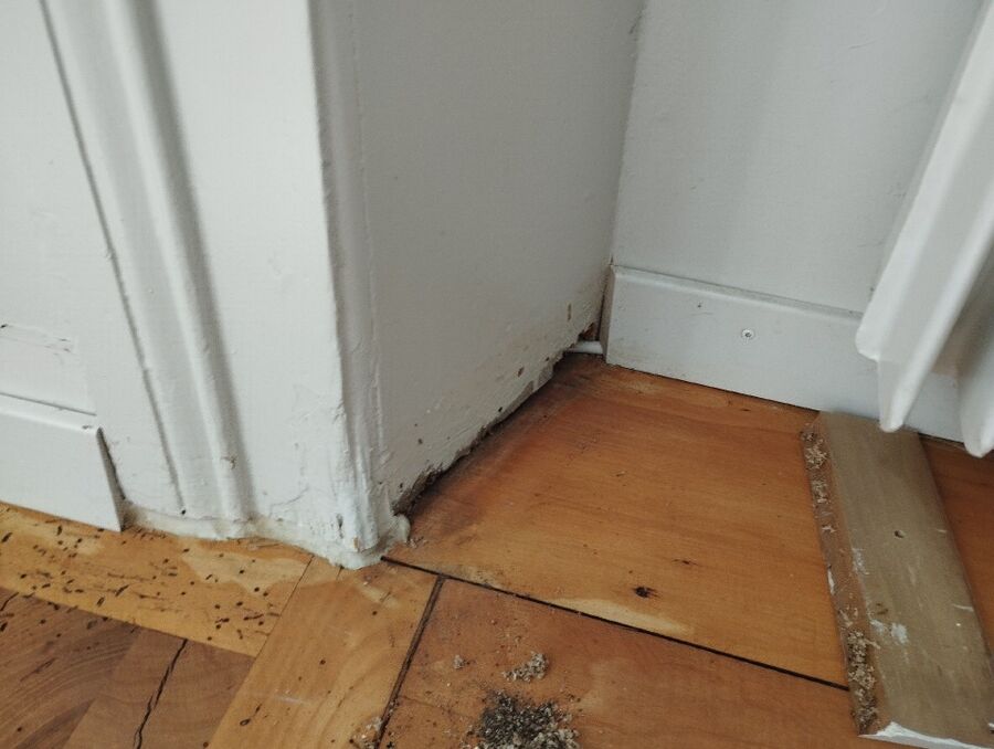 ameisen_vertreiben_bekaempfen_entfernen