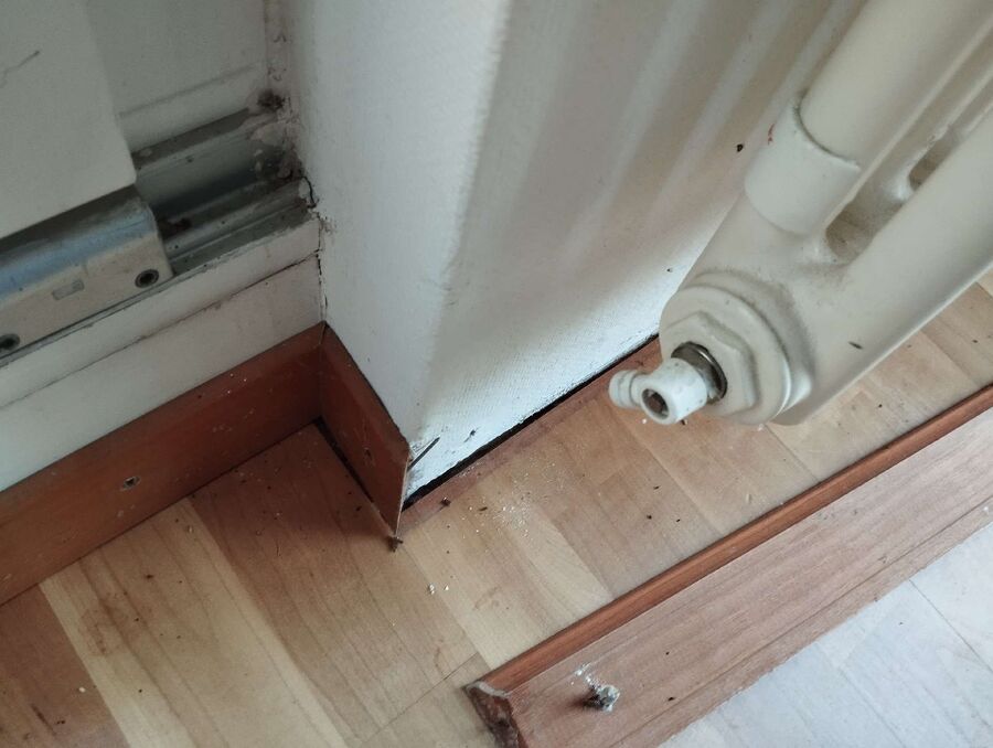 ameisen_vertreiben_bekaempfen_entfernen