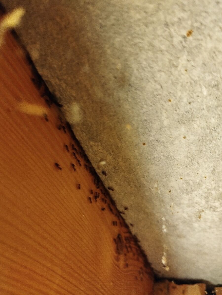 ameisen_vertreiben_bekaempfen_entfernen