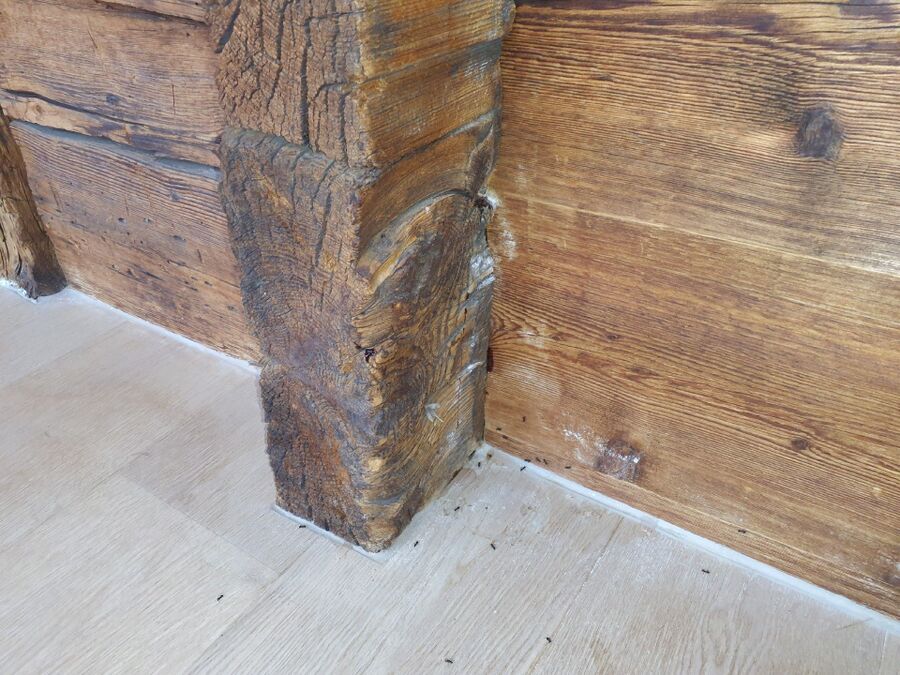 ameisen_vertreiben_bekaempfen_entfernen