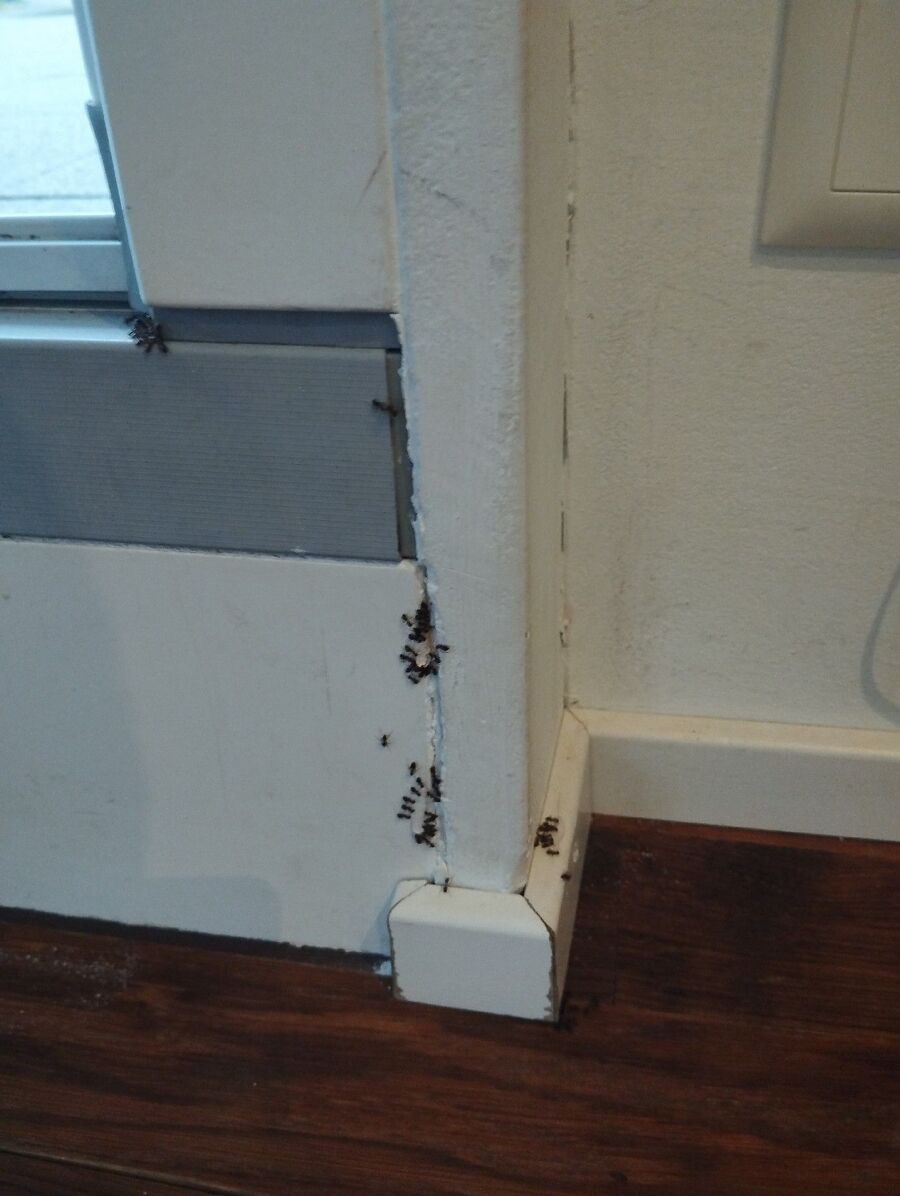 ameisen_vertreiben_bekaempfen_entfernen