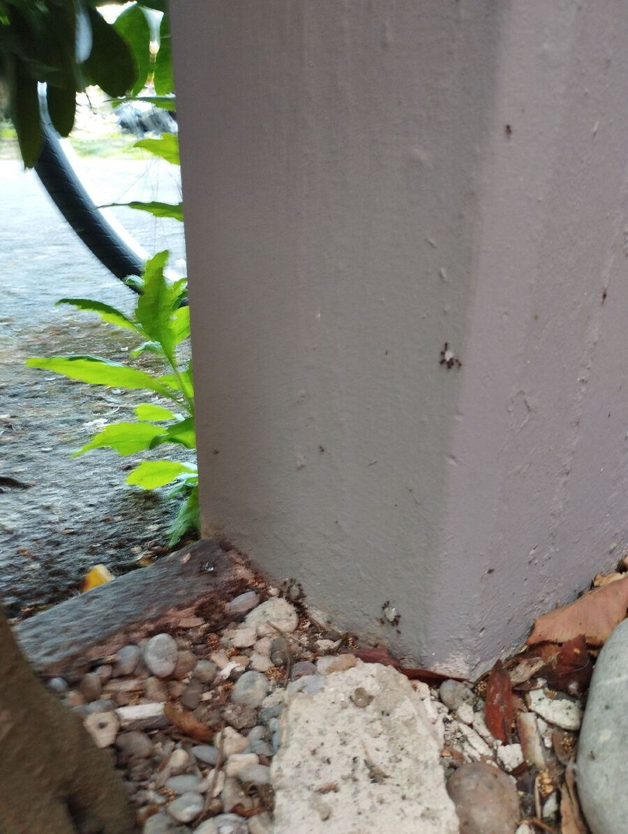 ameisen_vertreiben_bekaempfen_entfernen