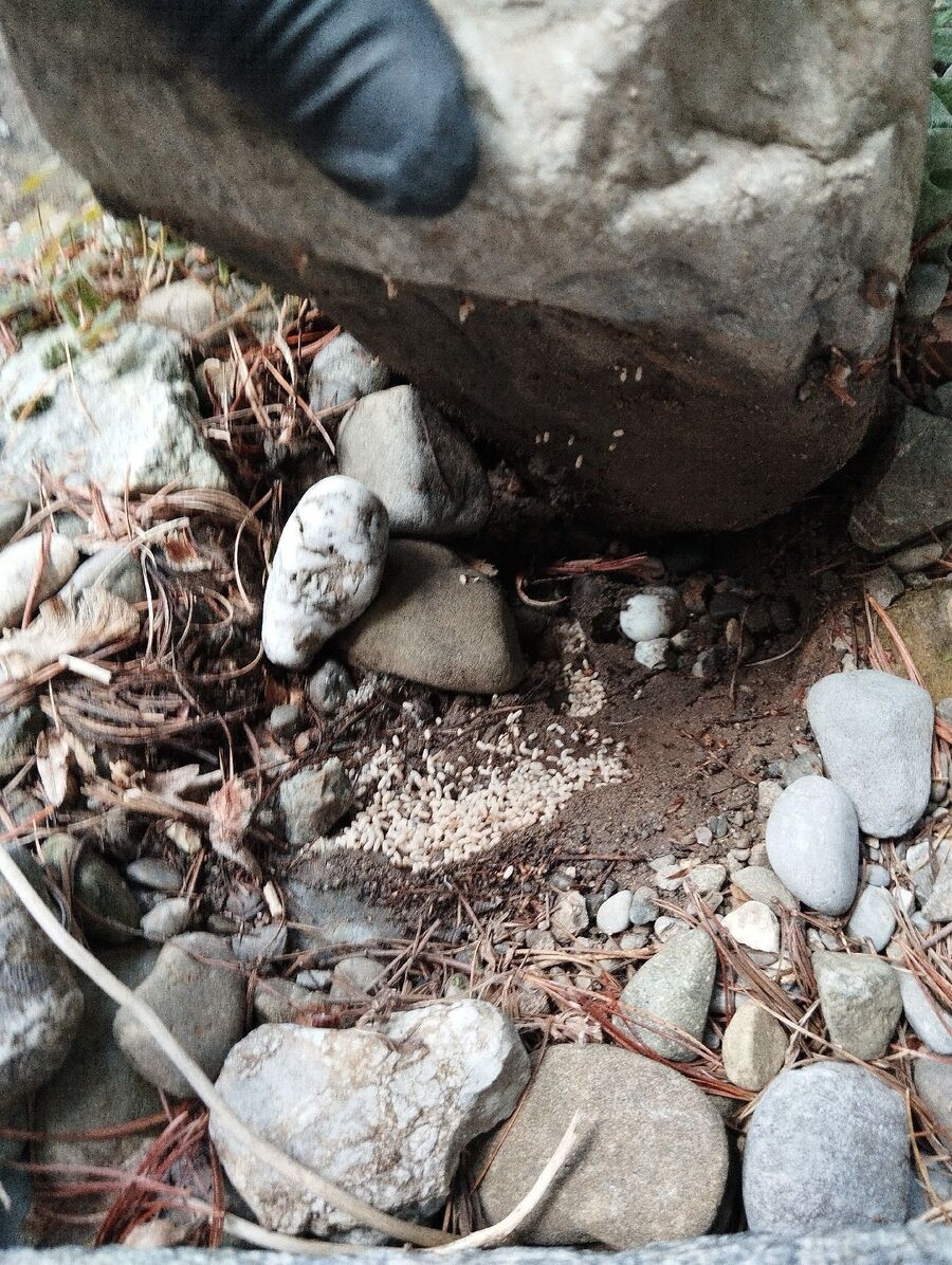 ameisen_vertreiben_bekaempfen_entfernen