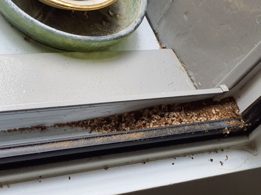 ameisen_vertreiben_bekaempfen_entfernen