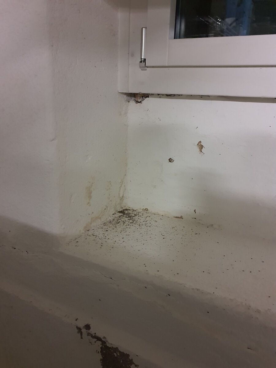 ameisen_vertreiben_bekaempfen_entfernen