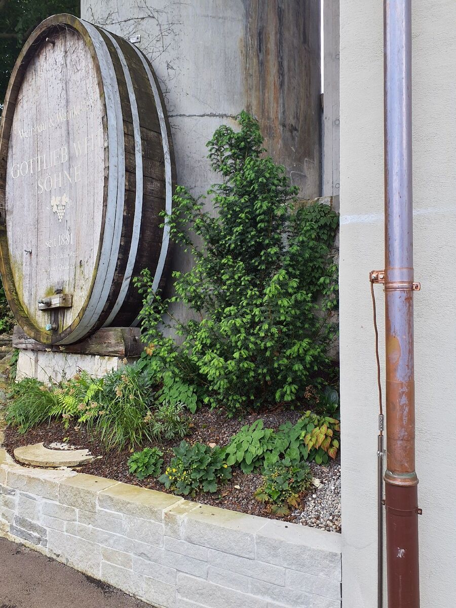 ameisen_vertreiben_bekaempfen_entfernen