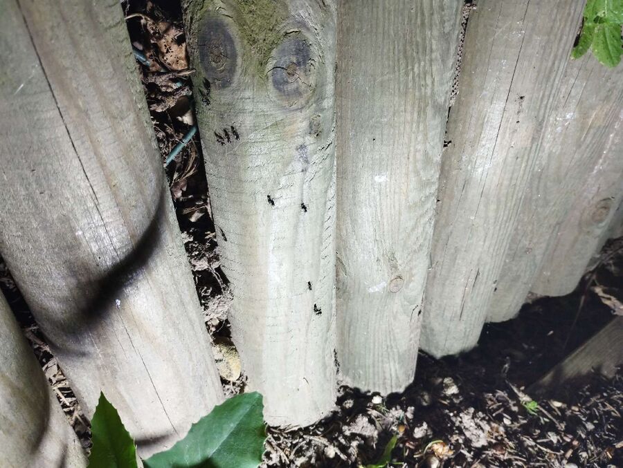 ameisen_vertreiben_bekaempfen_entfernen