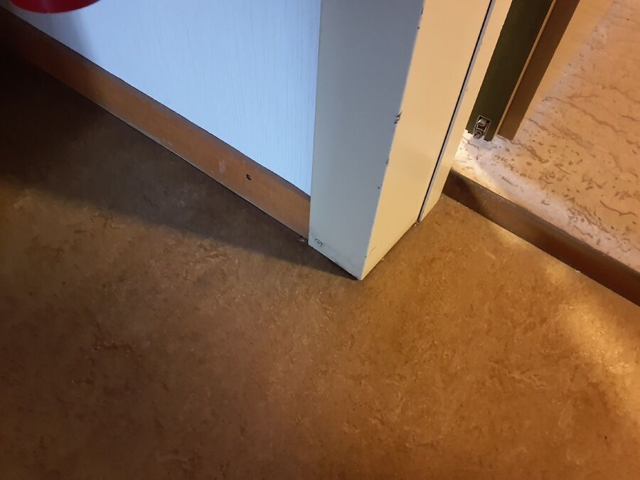 ameisen_vertreiben_bekaempfen_entfernen