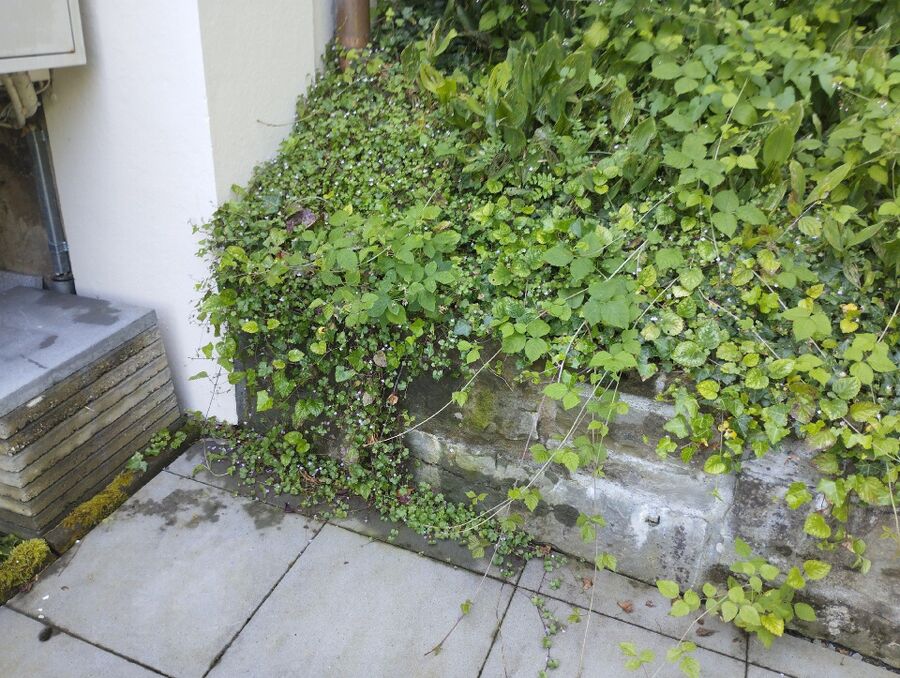 ameisen_vertreiben_bekaempfen_entfernen