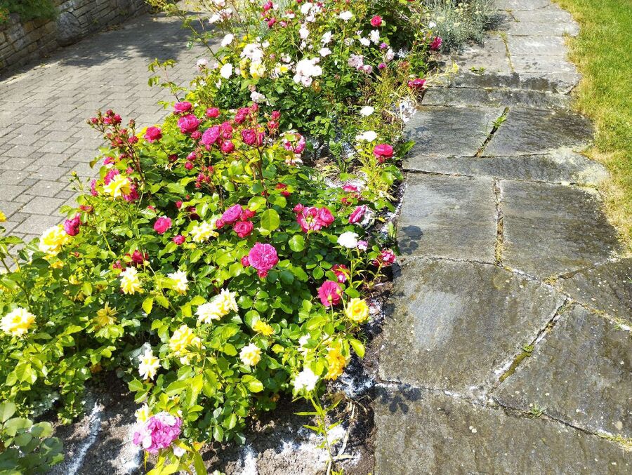 ameisen_vertreiben_bekaempfen_entfernen