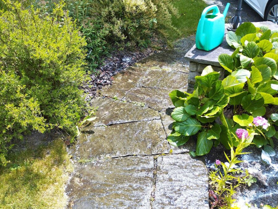 ameisen_vertreiben_bekaempfen_entfernen