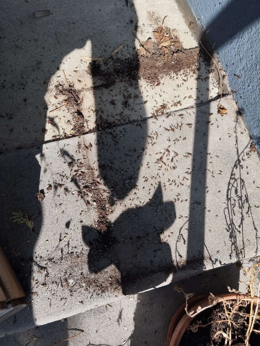 ameisen_vertreiben_bekaempfen_entfernen