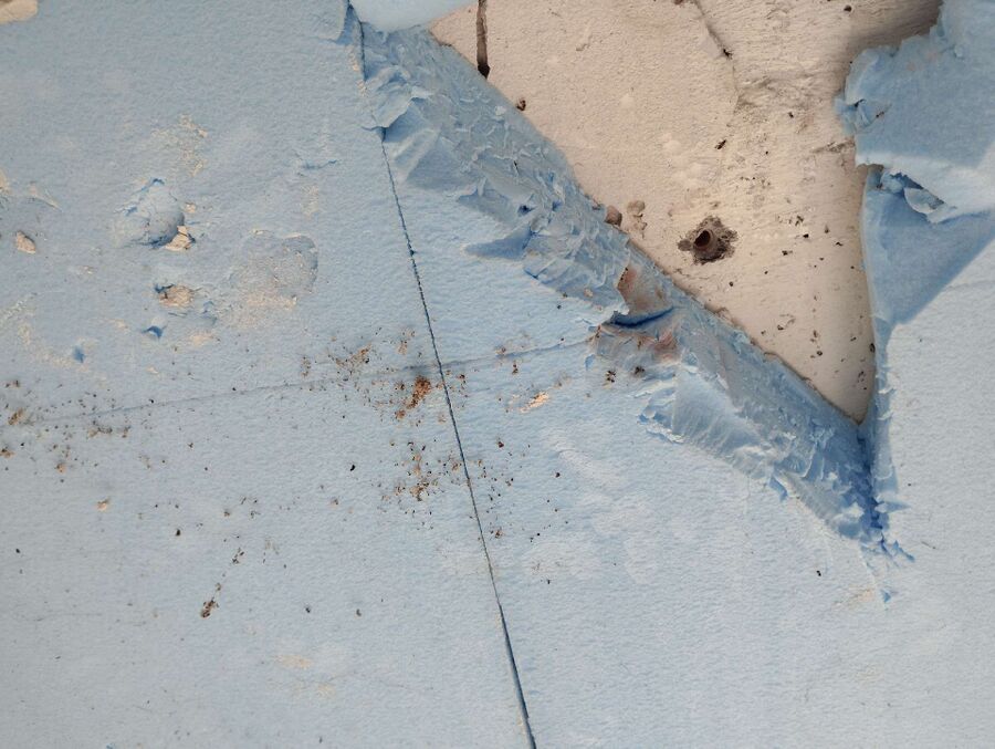 ameisen_vertreiben_bekaempfen_entfernen