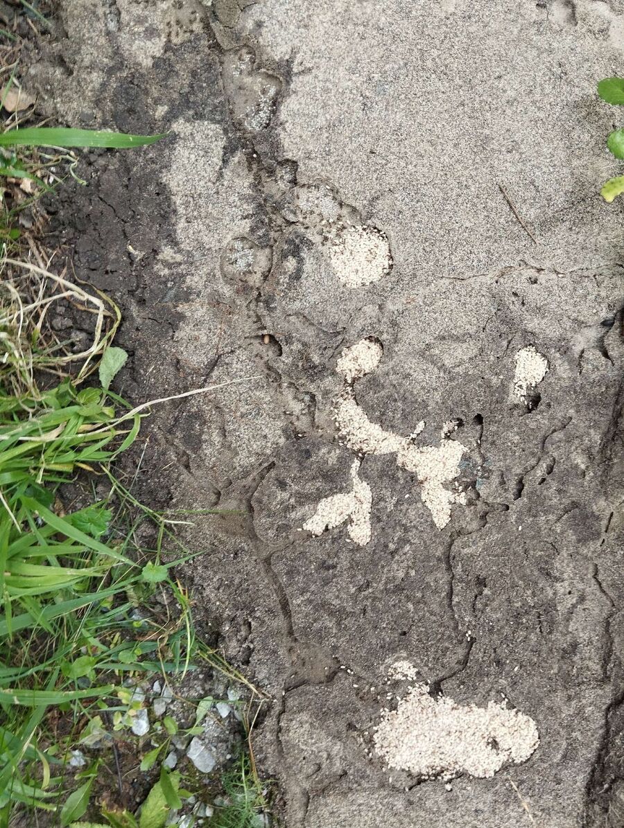 ameisen_vertreiben_bekaempfen_entfernen