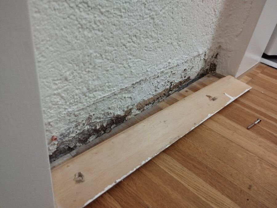 ameisen_vertreiben_bekaempfen_entfernen