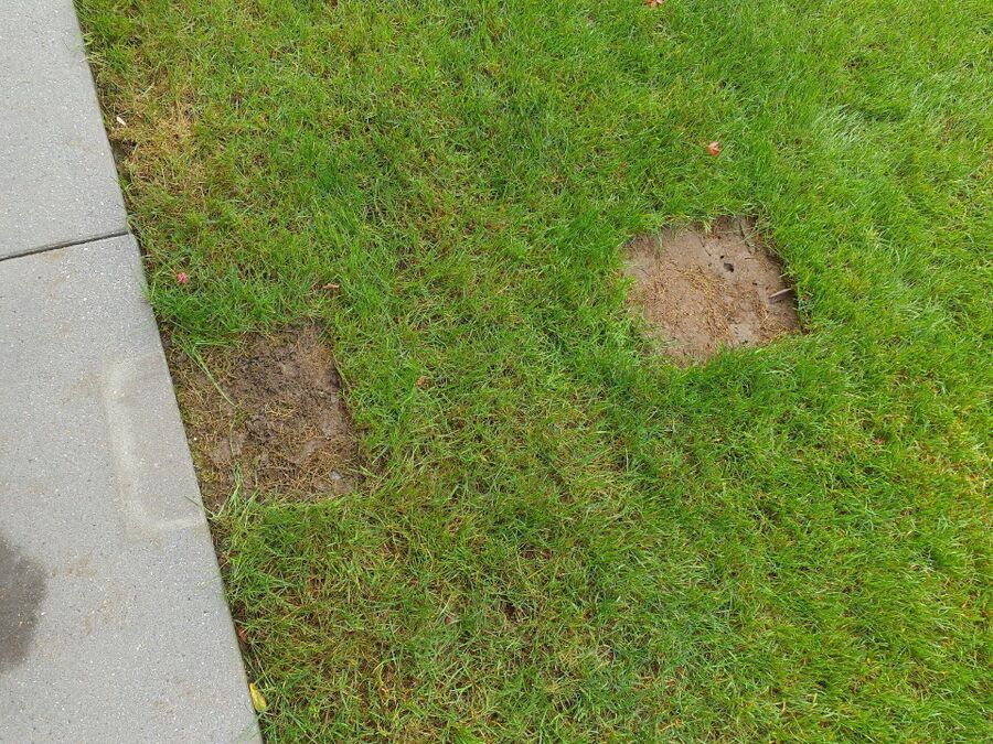 ameisen_vertreiben_bekaempfen_entfernen