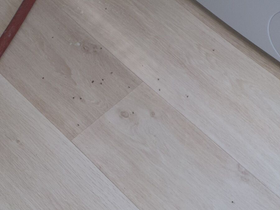 ameisen_vertreiben_bekaempfen_entfernen